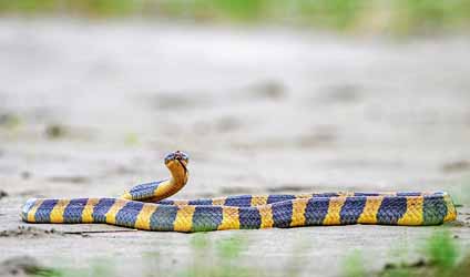 সুন্দরবনের বারোমাস্যা, পর্ব-১৬৬: শাঁখামুটি
