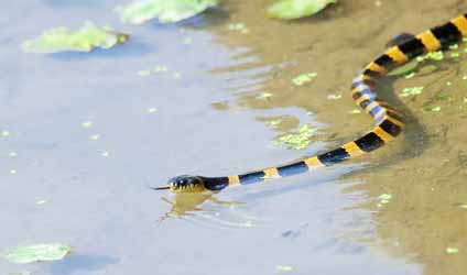 কলকাতায় বৃষ্টি