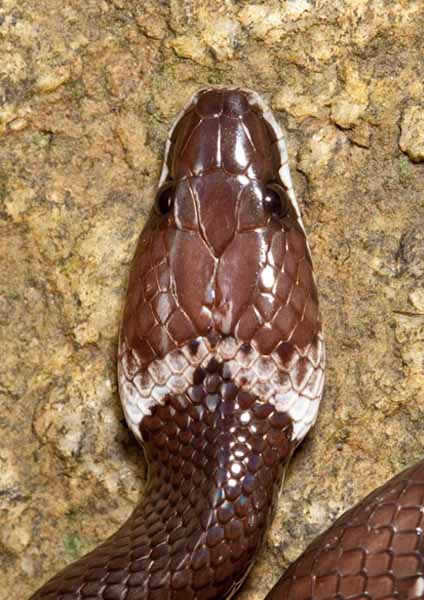 কলকাতায় বৃষ্টি