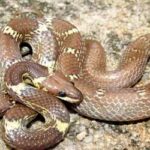 Gharchiti Common Wolf Snake