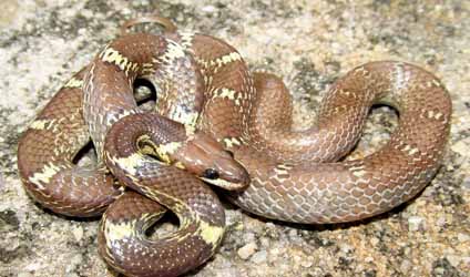 সুন্দরবনের বারোমাস্যা, পর্ব-১৬৮: ঘরচিতি