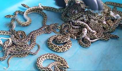 কলকাতায় বৃষ্টি