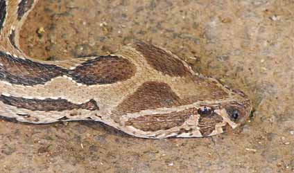 কলকাতায় বৃষ্টি
