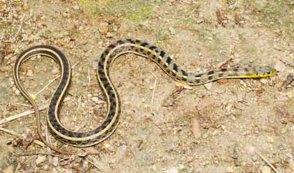 কলকাতায় বৃষ্টি